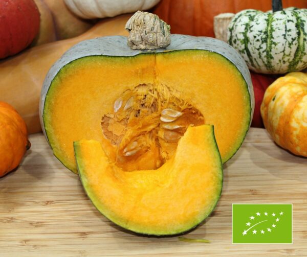 Cucurbita maxima Leckor F1