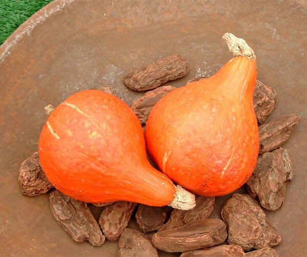 Cucurbita maxima Maggic F1