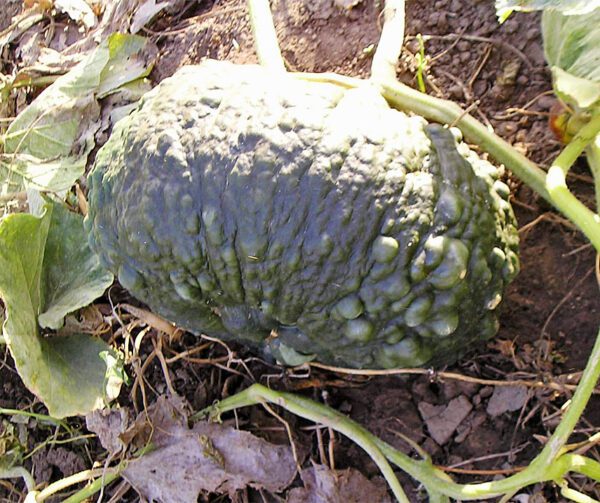 Cucurbita maxima Marina di Chioggia