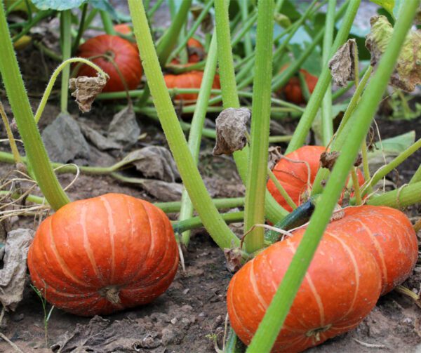 Cucurbita maxima Marmito F1 3