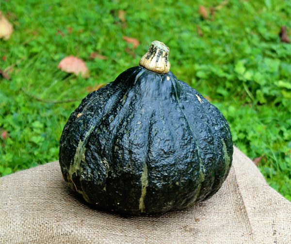 Cucurbita maxima Mini Green Hubbard 1