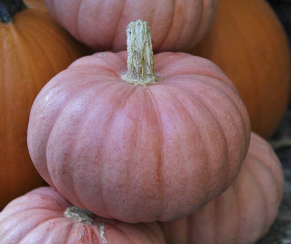 Cucurbita maxima Miss Sophie Pink 4