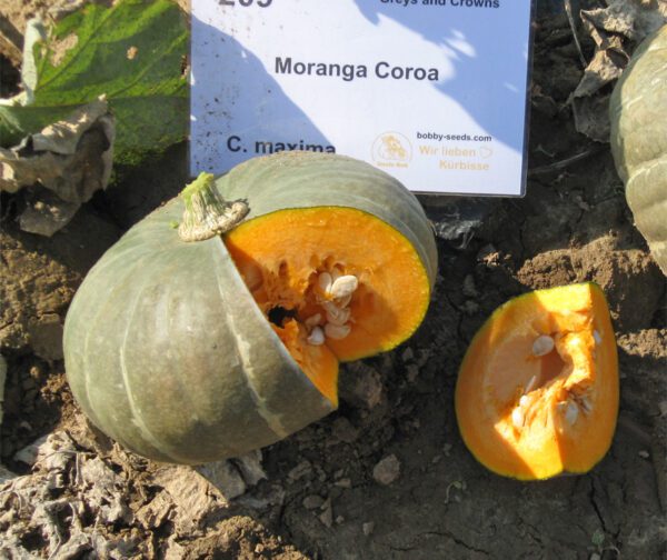 Cucurbita maxima Moranga Coroa 1