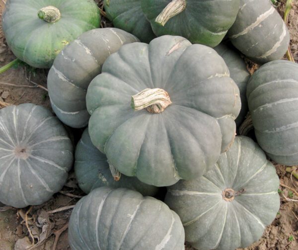 Cucurbita maxima Moranga Coroa