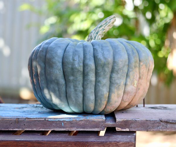 Cucurbita maxima New Zealand Blue