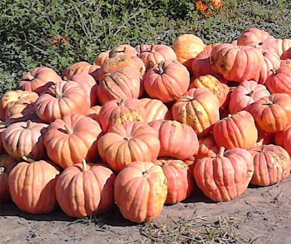 Cucurbita maxima Orange Bulldog