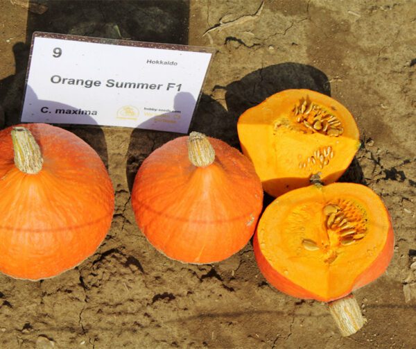 Cucurbita maxima Orange Summer F1