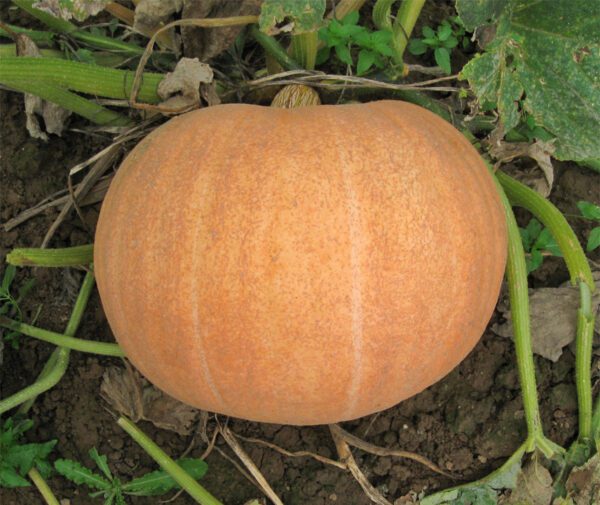 Cucurbita maxima Otylia F1