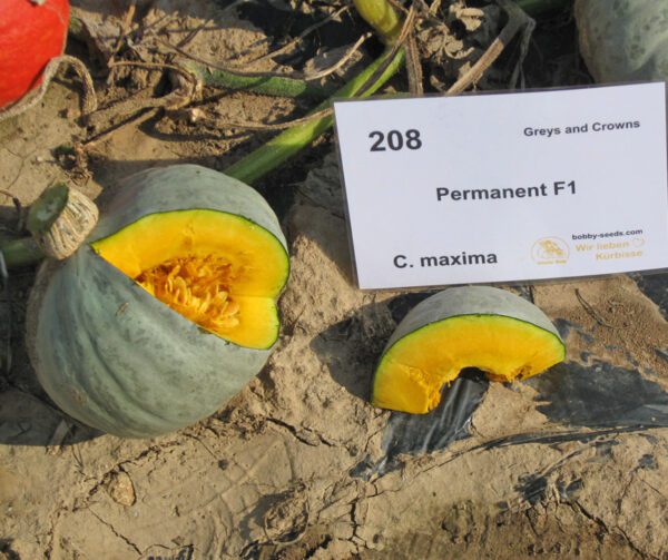 Cucurbita maxima Permanent F1