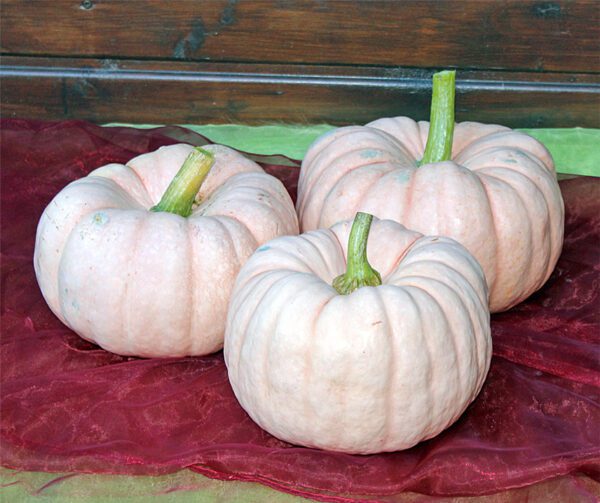 Cucurbita maxima Porcelain Princess F1 2