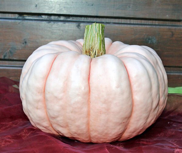 Cucurbita maxima Porcelain Princess F1