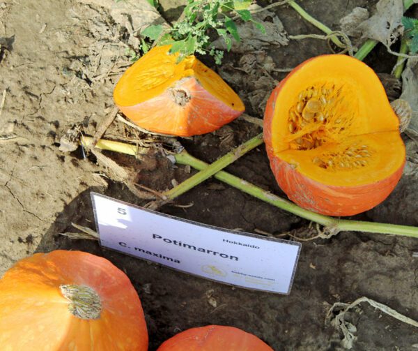 Cucurbita maxima Potimarron 1