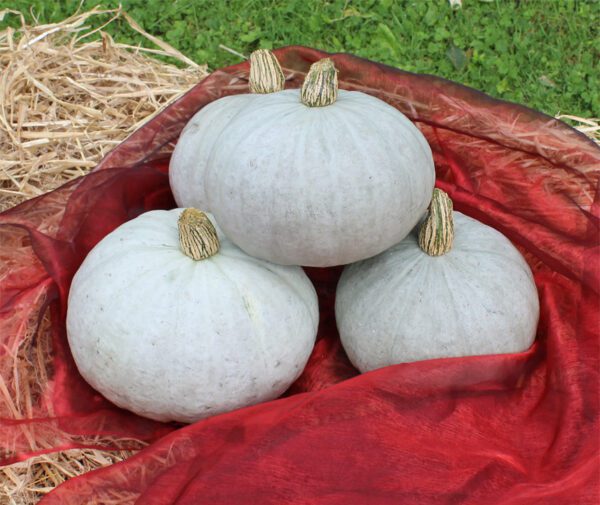 Cucurbita maxima Rarity F1