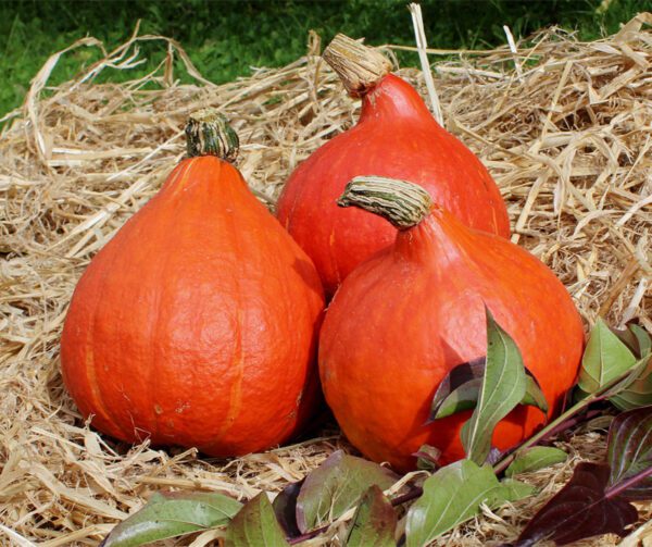 Cucurbita maxima Red Kuri 1