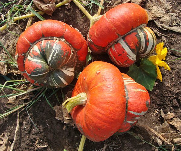 Cucurbita maxima Red Turban 1