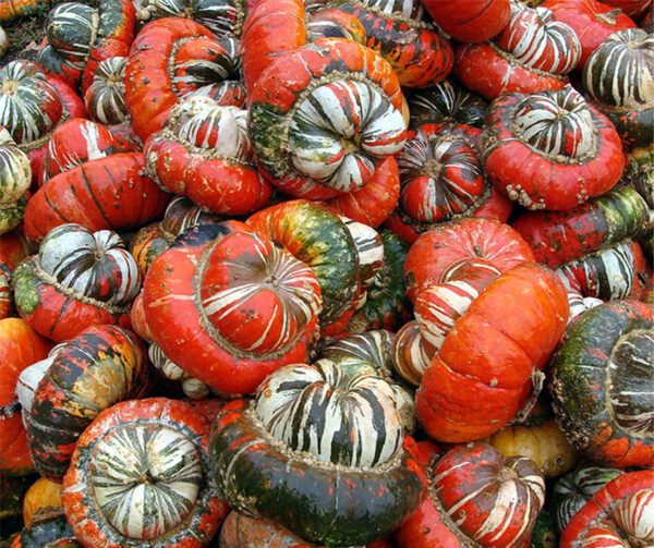 Cucurbita maxima Red Turban 2