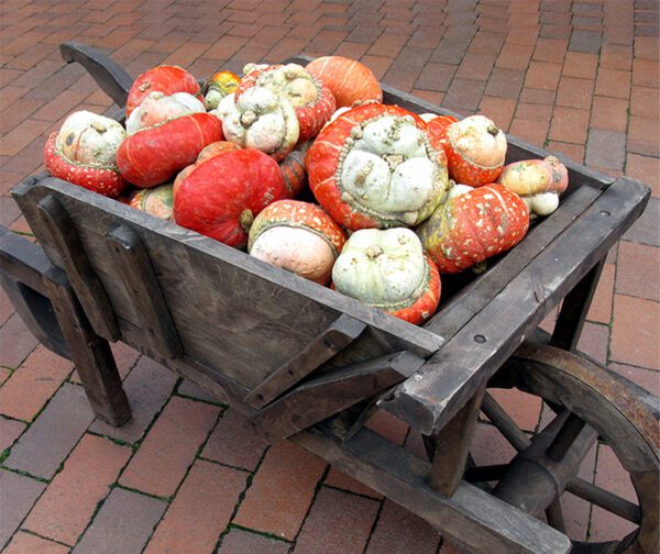 Cucurbita maxima Red Turban Mini