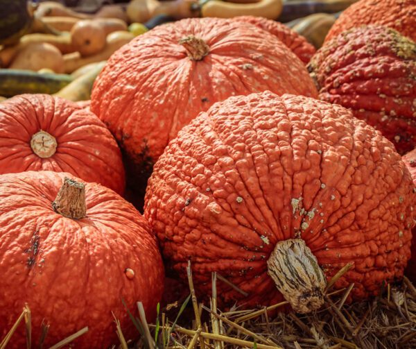 Cucurbita maxima Rote Warze