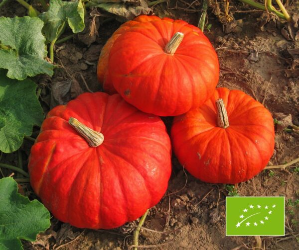 Cucurbita maxima Rouge Vif d Etamps 1