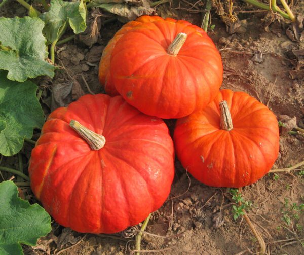 Cucurbita maxima Rouge Vif d Etamps