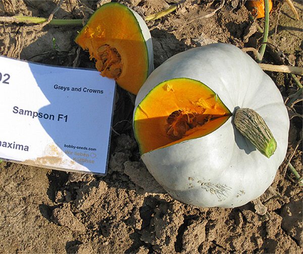 Cucurbita maxima Sampson F1