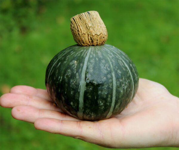 Cucurbita maxima Shokichi Shiro Green F1