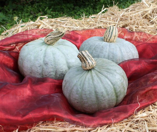 Cucurbita maxima Sombra F1 1