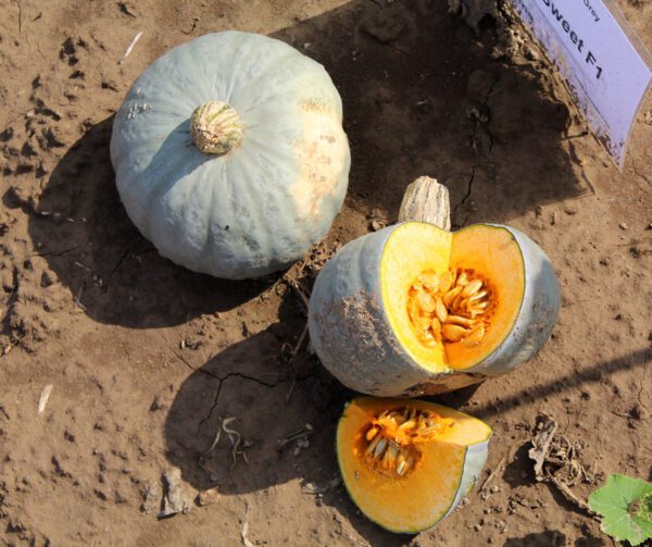 Cucurbita maxima Sombra F1 2