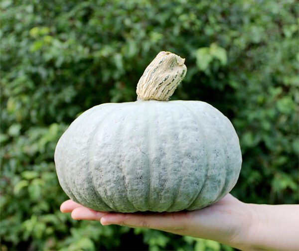 Cucurbita maxima Sombra F1