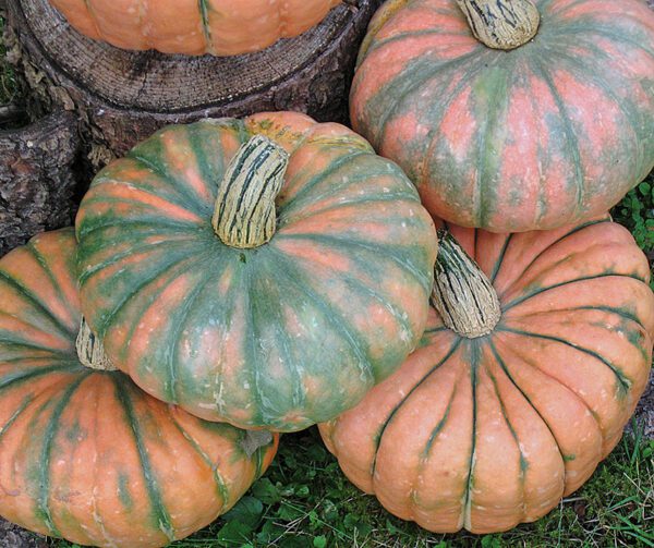 Cucurbita maxima Speckled Hound F1 1