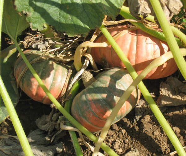 Cucurbita maxima Speckled Hound F1