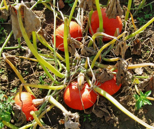 Cucurbita maxima Sunshine F1