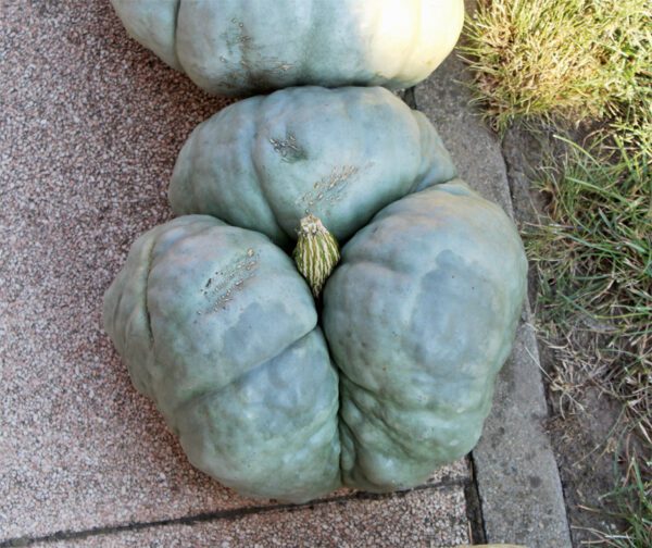 Cucurbita maxima Tristar