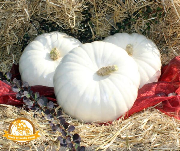 Cucurbita maxima White Heaven F1