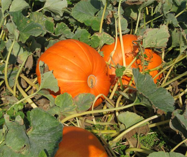 Cucurbita maxima Wyatts Wonder