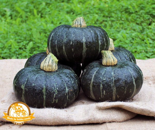 Cucurbita maxima Yuva F1