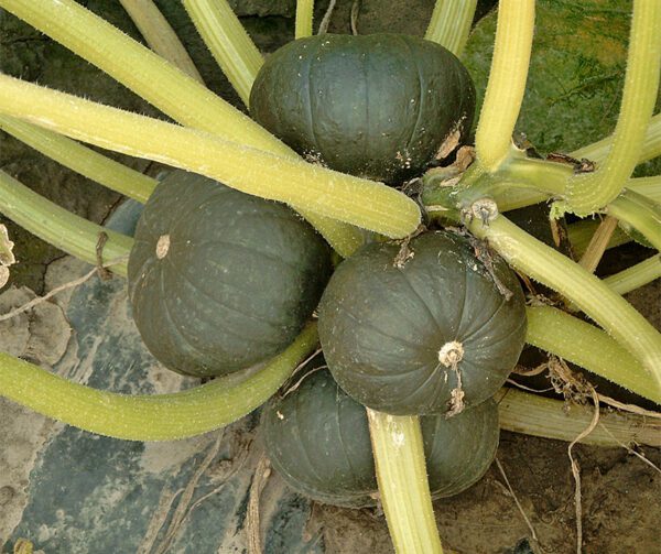 Cucurbita maxima Zappho