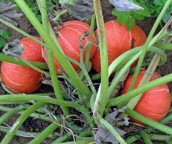 Cucurbita maxima Zora F1 1