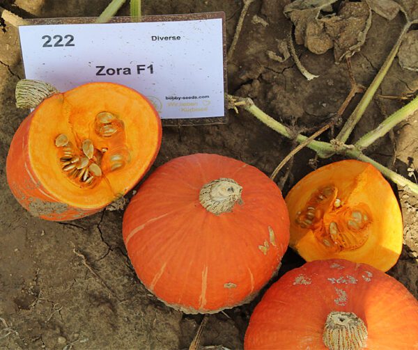 Cucurbita maxima Zora F1 2