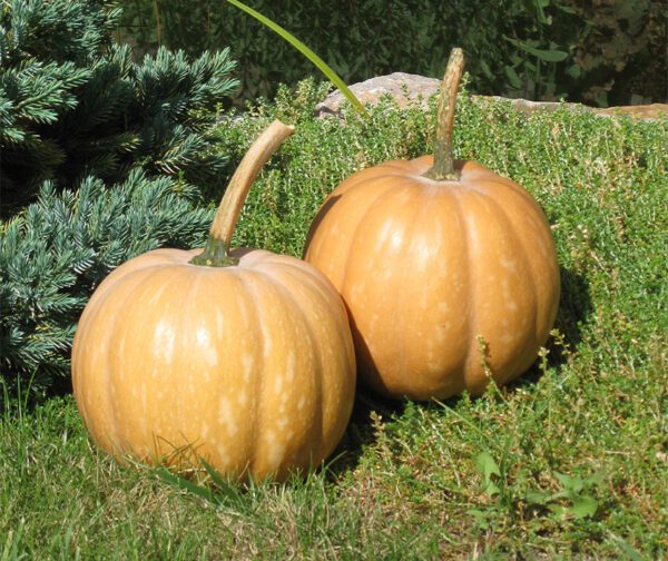 Cucurbita moschata Angelique