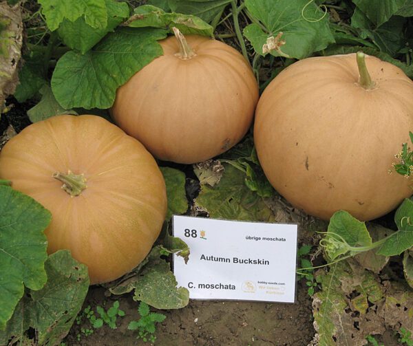 Cucurbita moschata Autumn Buckskin