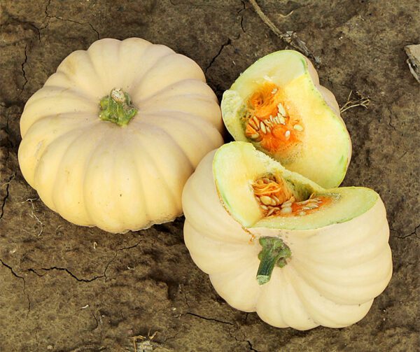 Cucurbita moschata Autumn Crown