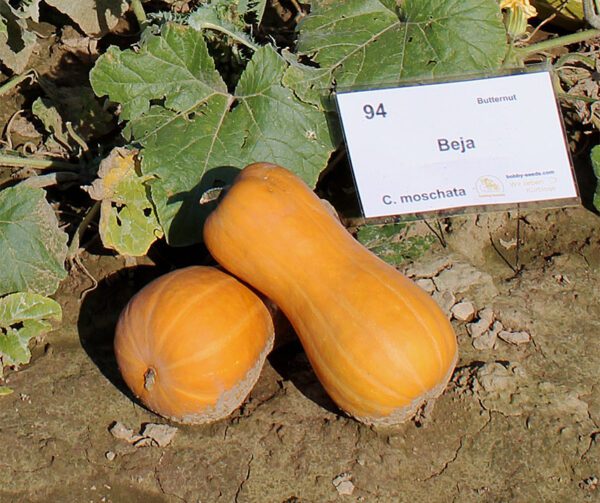 Cucurbita moschata Beja 1