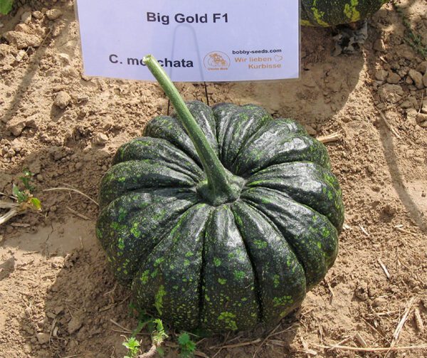 Cucurbita moschata Big Gold F1