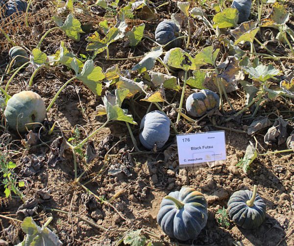 Cucurbita moschata Black Futsu 1