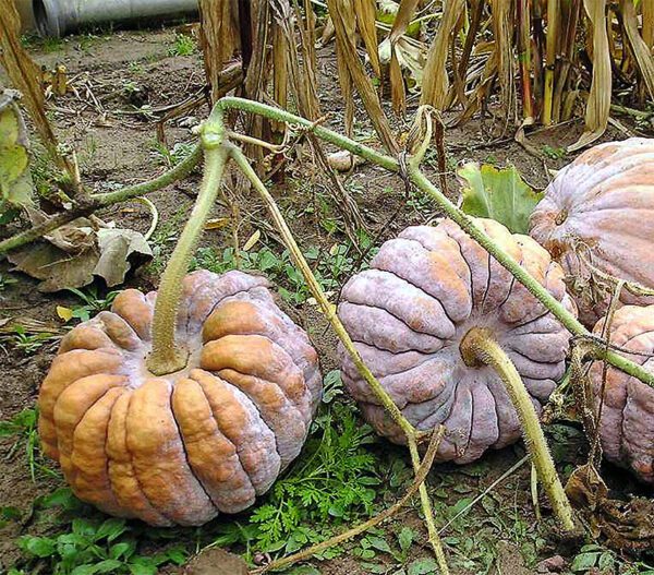 Cucurbita moschata Black Futsu 2