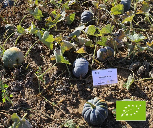 Cucurbita moschata Black Futsu 3