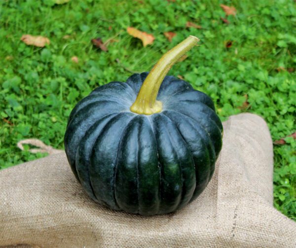 Cucurbita moschata Black Futsu