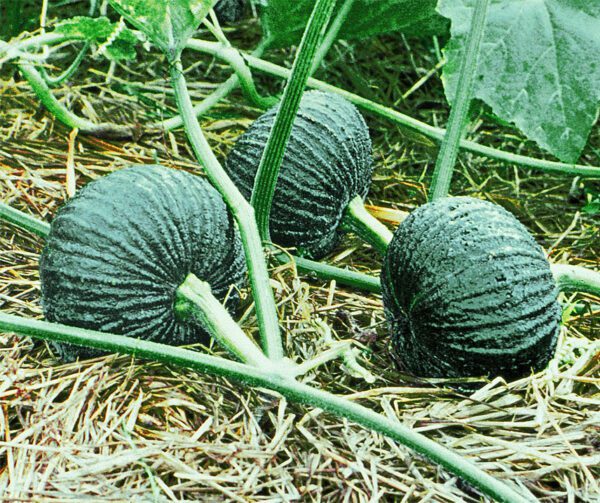 Cucurbita moschata Bungkan 021 F1