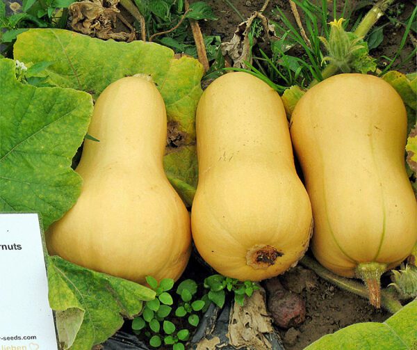 Cucurbita moschata Bush Butternut